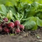 garden radish, vegetables, food-7300875.jpg